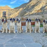 Chiens du St-Bernard